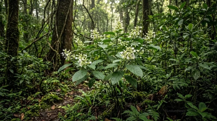 Clerodendrum ismaili, spesies tumbuhan baru yang dideskripsikan dari hutan Ranu Darungan di lereng selatan Gunung Semeru, Jawa Timur.